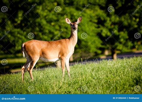 Portrait Of Pregnant Whitetail Deer Doe Stock Photo Image Of Hunter