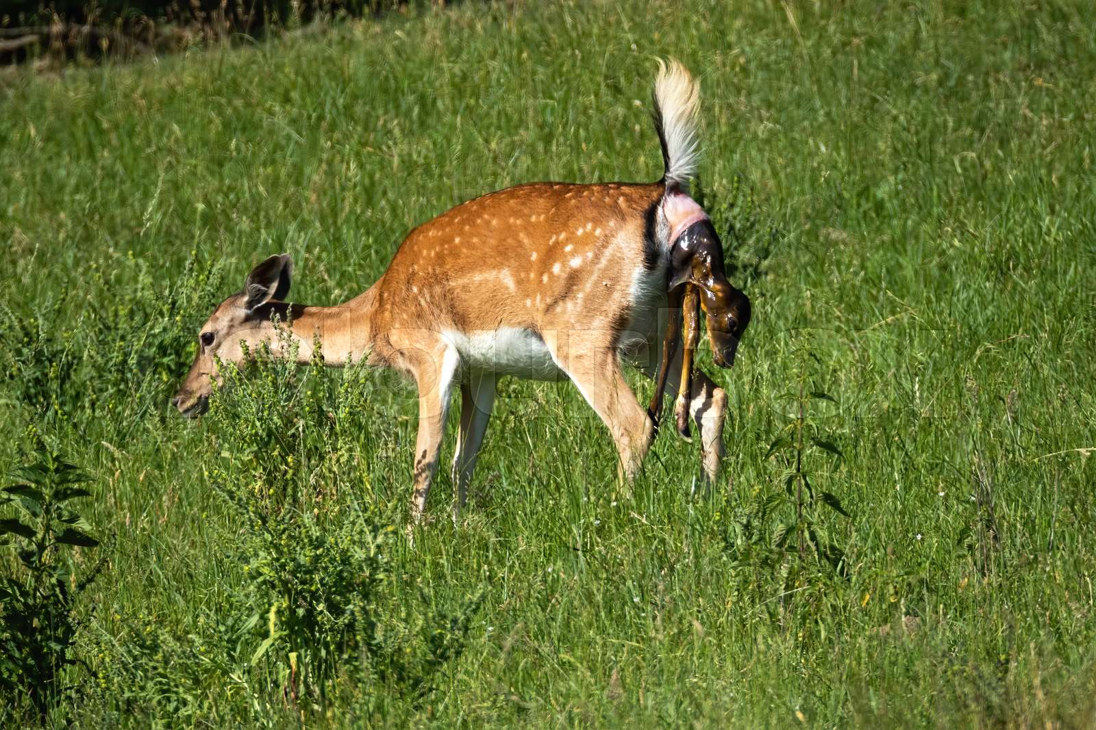 Pregnant Fallow Deer Doe Giving Birth In Summer Nature Stock Photo Alamy