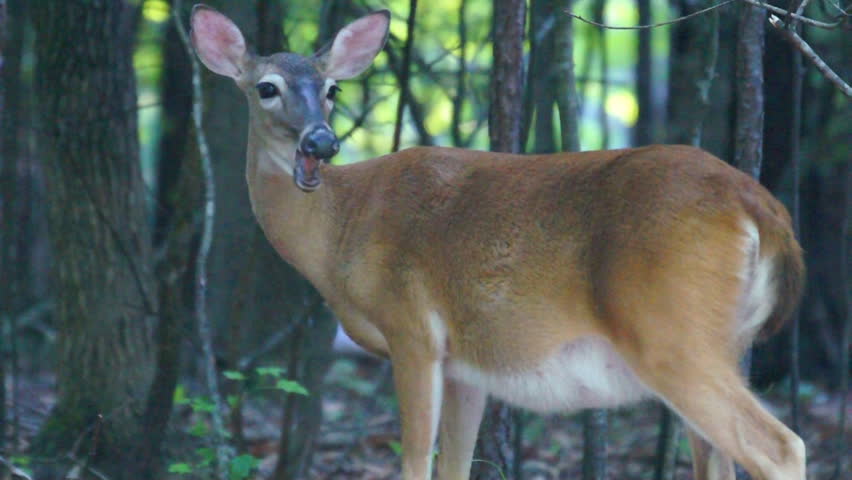 Pregnant Whitetail Deer Odocoileus Virginianus In June Preparing To