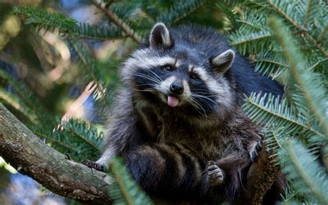 Premium Photo A Raccoon On A Tree