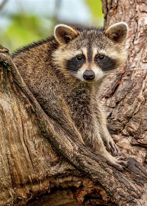 Pro Guide: Raccoon Tree Dwellers, Act Now!