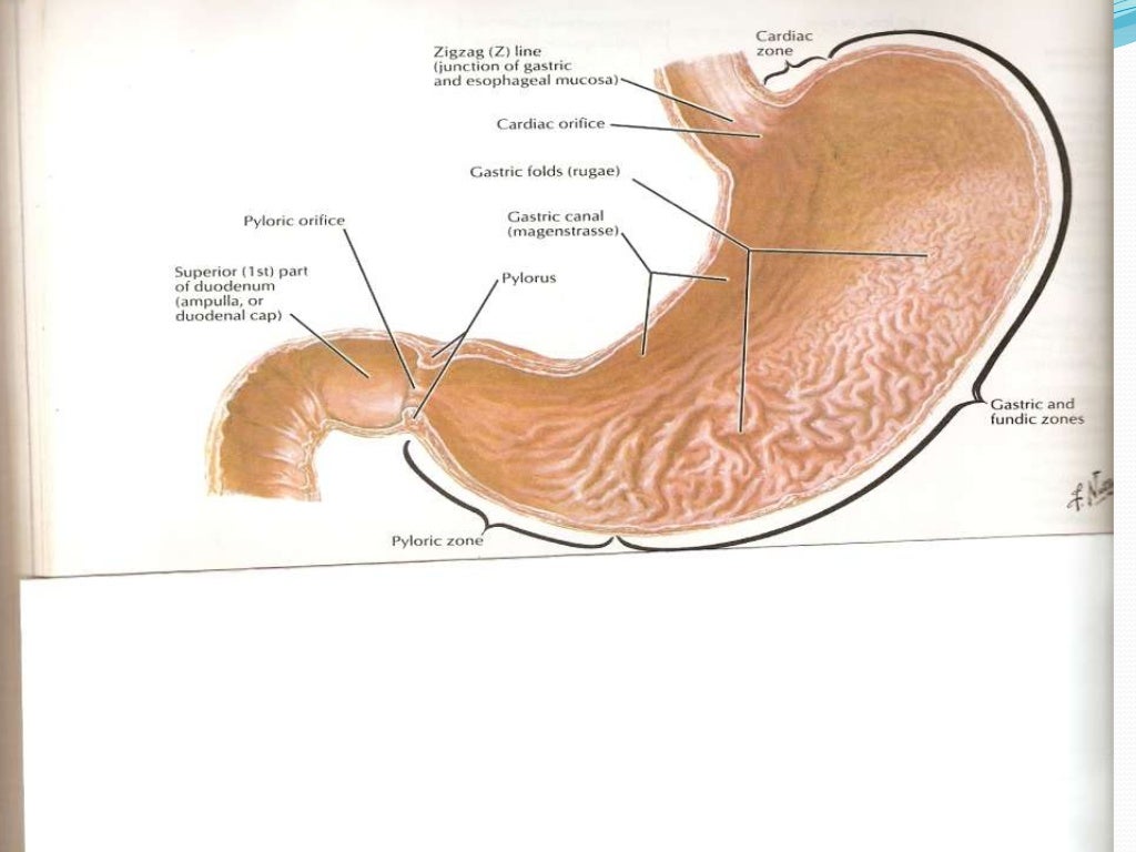 Pro's Guide To Icd10 For Gastric Outlet Obstruction