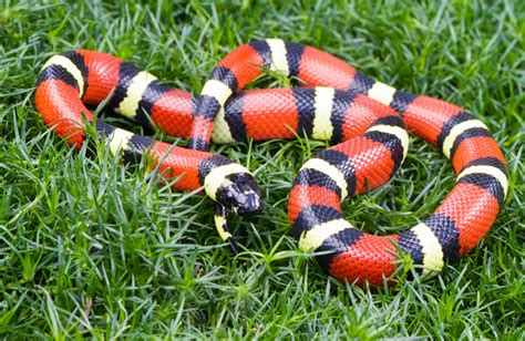 Pueblan Milk Snake Care Guide Reptile Cymru