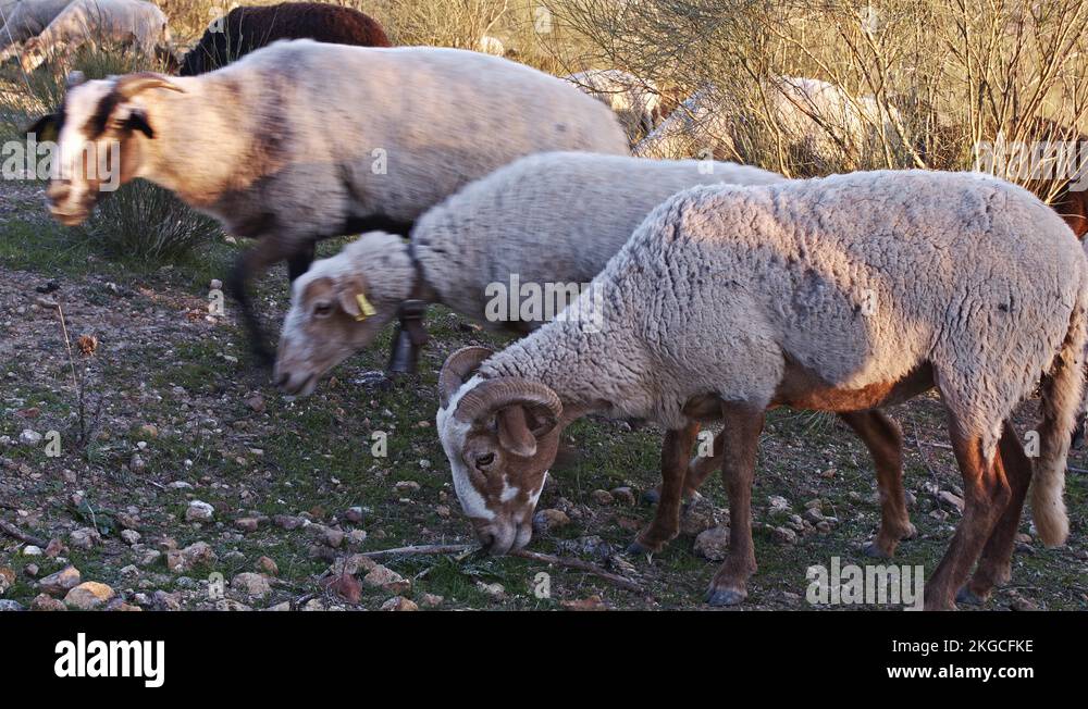 Ram In The Bush Stock Photo Alamy