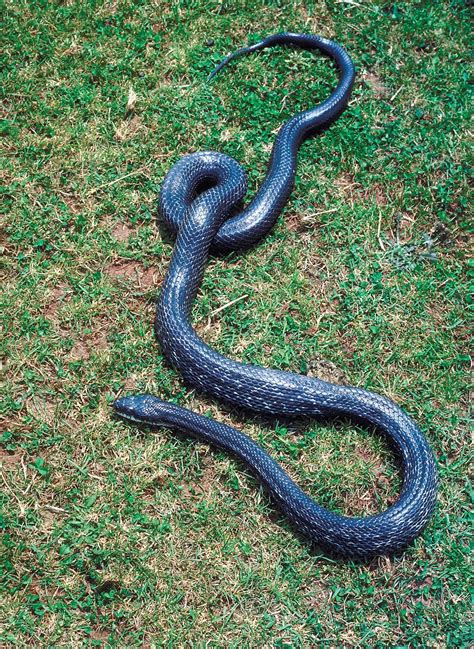 Rat Snake