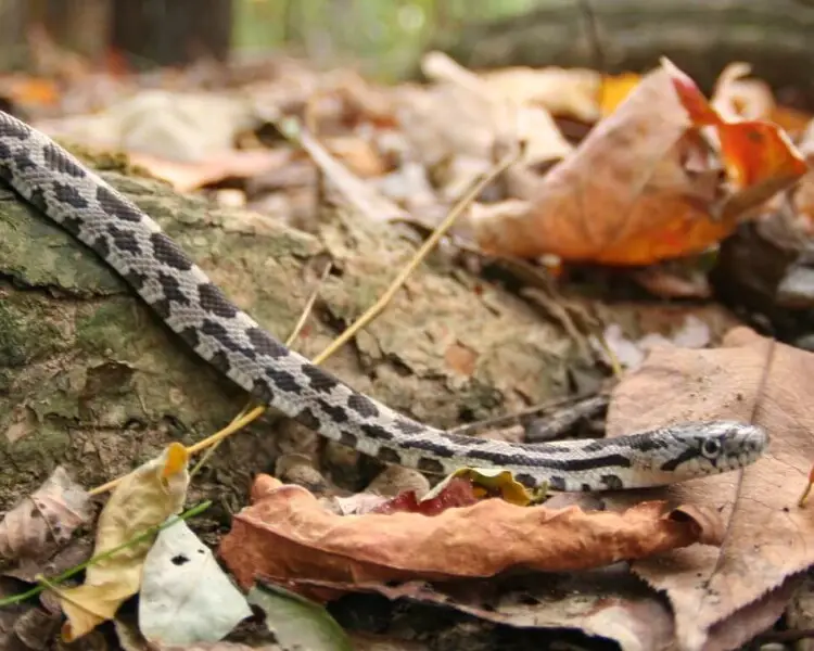 Red Milk Snake Facts Diet Habitat Pictures On Animalia Bio