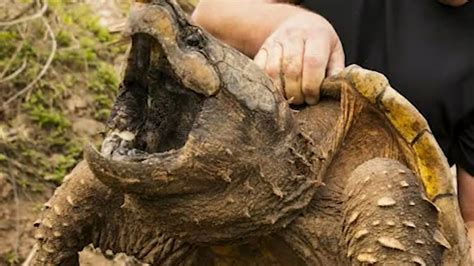 Reward Offered For Tips On Alligator Snapping Turtle Poaching Kvue Com