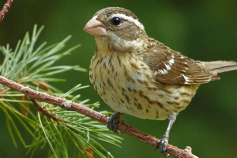 Rose Breasted Grosbeak Female