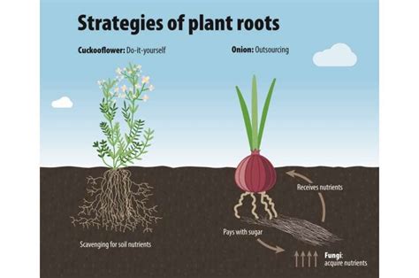 Seed Roots Strategies