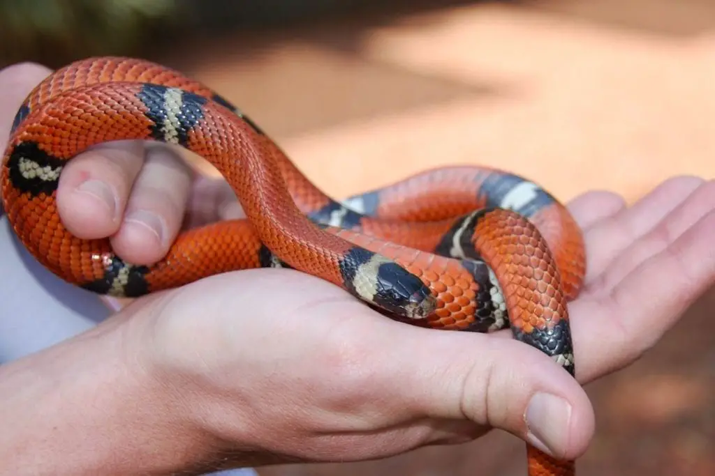 Sinaloan Milk Snake Care Sheet Complete Guide Reptilehow Com