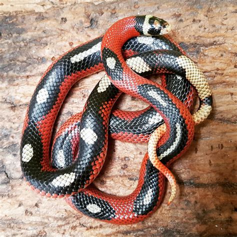 Sinaloan Milk Snake Ultimate Exotics