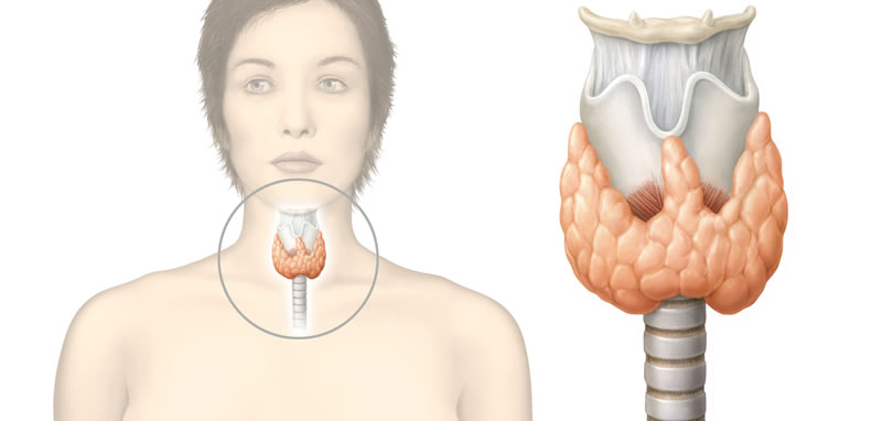 Sistema Endocrino Qu Es Anatom A Fisiolog A Funci N Y Mucho M S