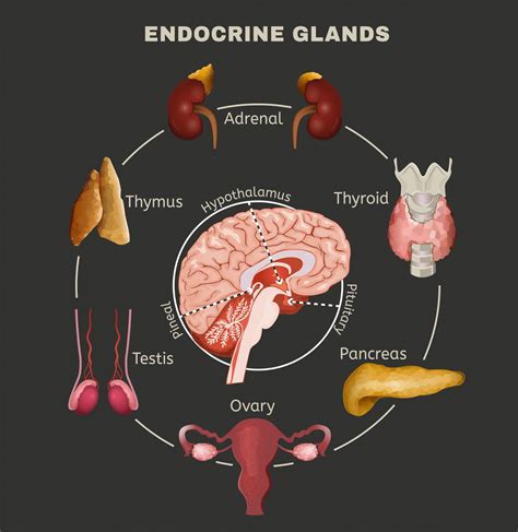 Sistema Endocrino Webfisio