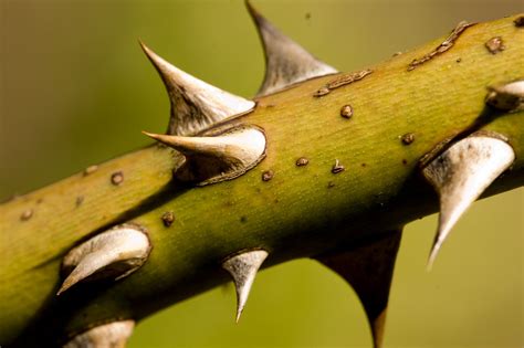 Small Rose Thorn