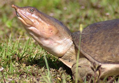 Soft Shell Snapping Turtle