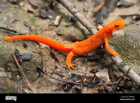 Spotted Newt Red Eft