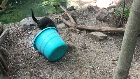 Summer Ice Enrichment At The Smithsonian S National Zoo Youtube