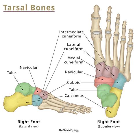 Tarsal Muscle Facts