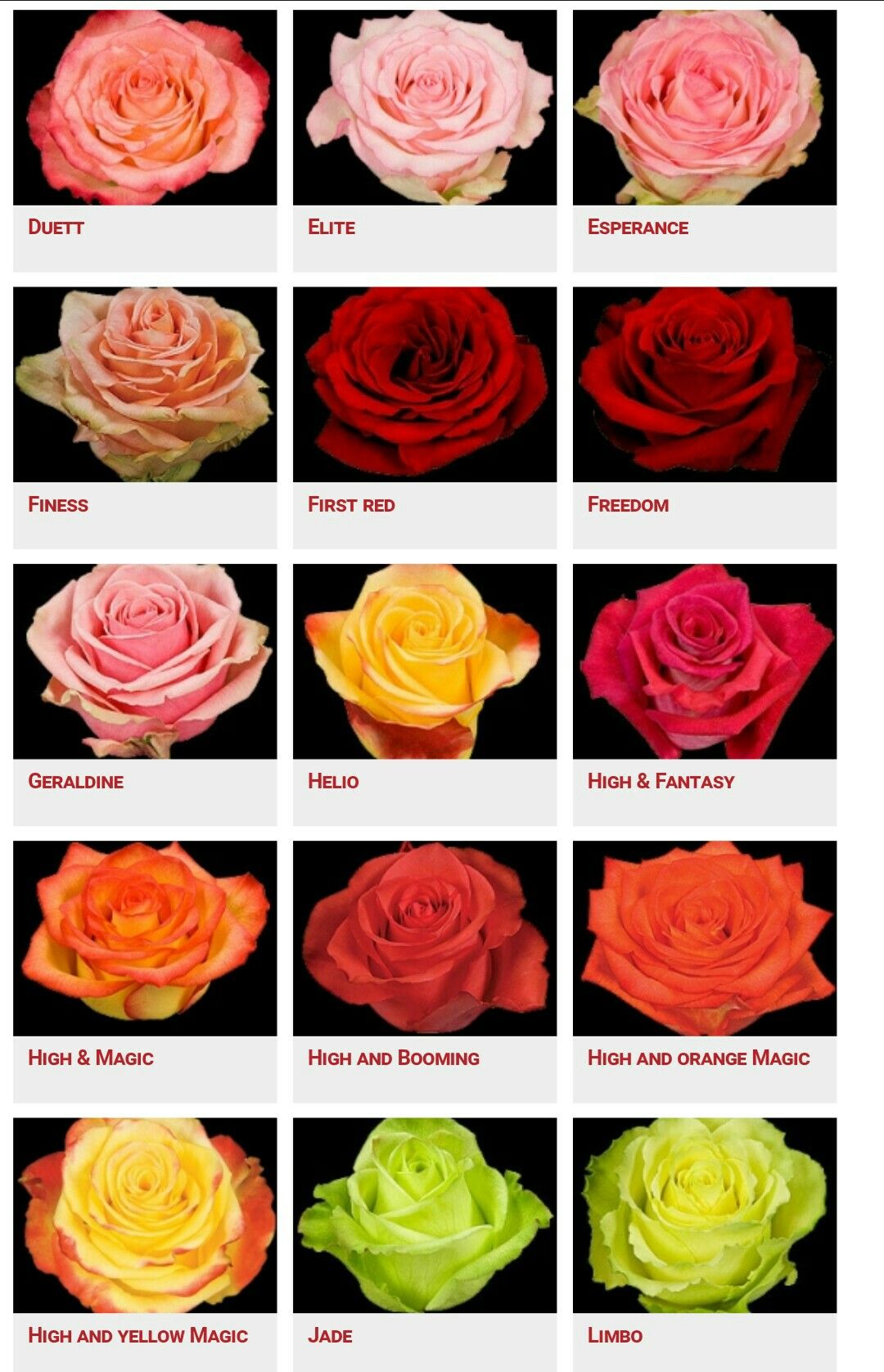 Tattoos Of Roses And Names