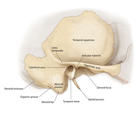 Temporal Bone