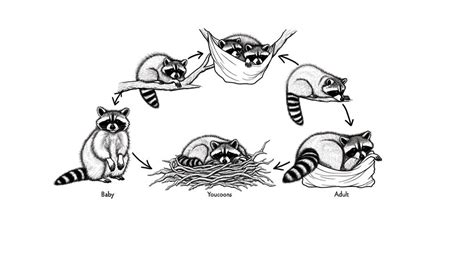 The Life Cycle Of A Raccoon From Birth To Maturity