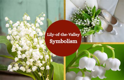 The Meaning And Symbolism Of The Word Lily Of The Valley