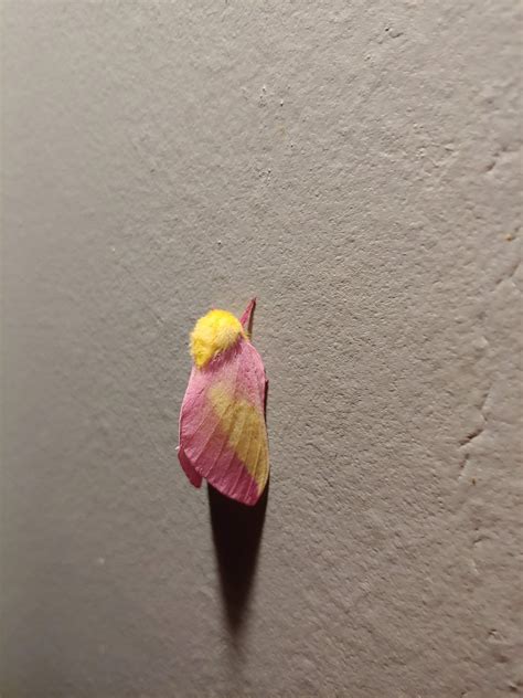 This Pink And Yellow Moth I Found Outside My Front Door Recently R