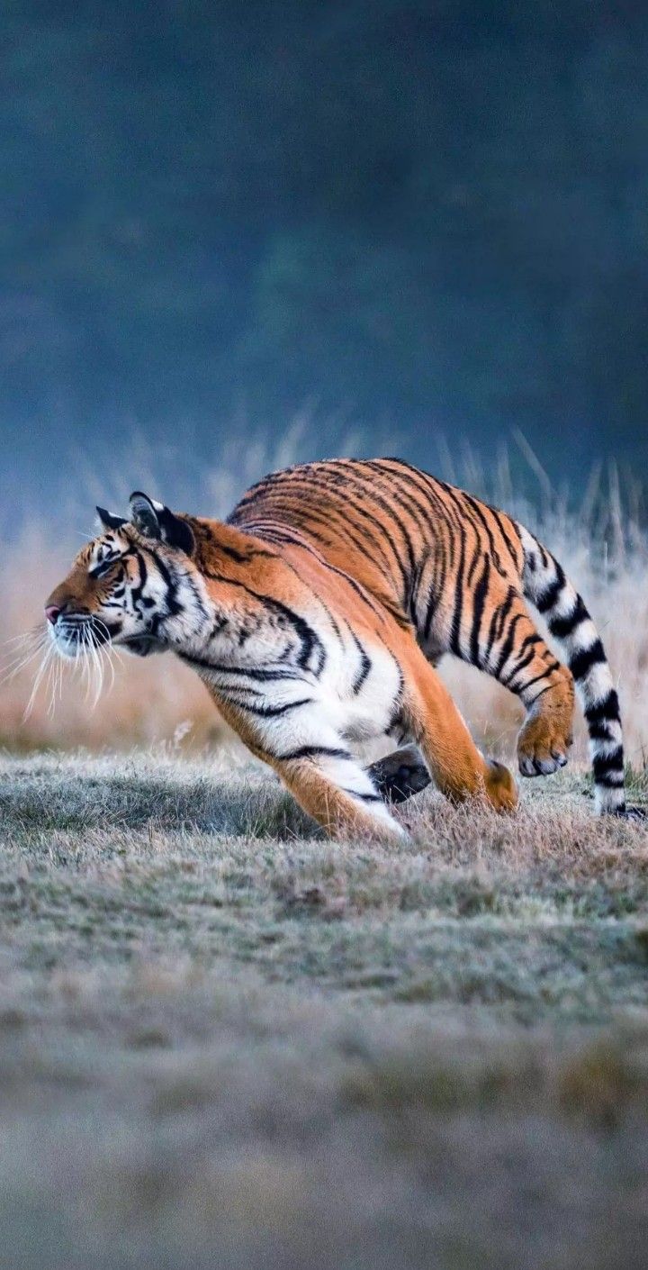 Tiger Running Fast