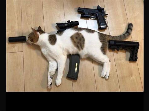 Tips For Gun With Cat