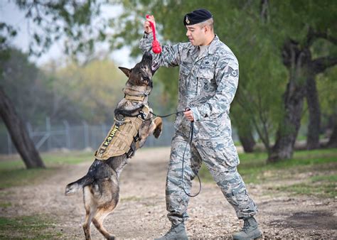 Train Military Dogs Effectively