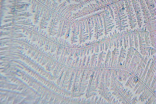 Ttc Science Fern Test Bbt Charting Cont Cycle 7