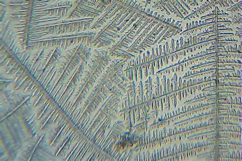 Ttc Science Fern Test Cycle 5