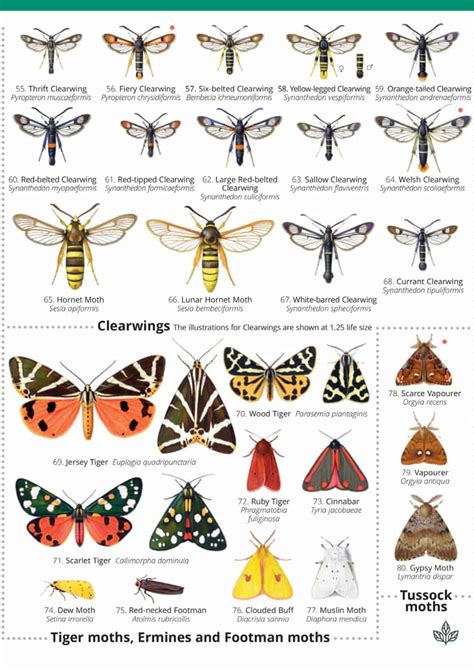 Types Of Moths With Identification And Pictures Identification Chart