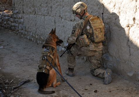 U S Air Force Working Dog In Afghanistan Military Working Dogs