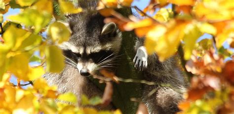 Ultimate Guide: Raccoon Lifespan Secrets Unveiled Now