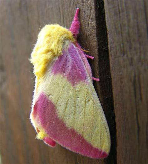 Unveiling 10+ Secrets Of The Pink And Yellow Moth: A Comprehensive Guide