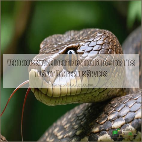 Venomous Snake Identification Guide Top Tips To Spot Dangerous Snakes