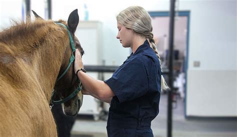 Veterinary Career Paths And Opportunities Ross Vet