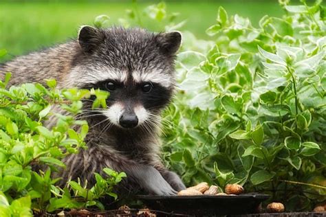 What Are Raccoons Favorite Foods Find Out Here All Animals Guide