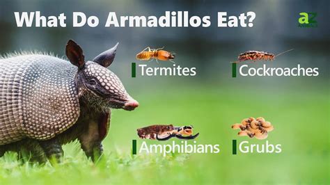 What Armadillos Eat