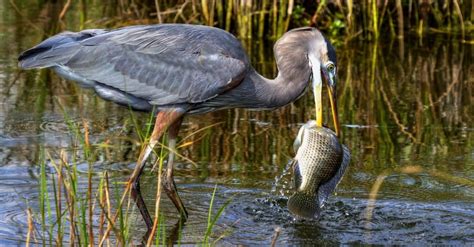 What Do Great Blue Herons Eat 15 Foods In Their Diet A Z Animals