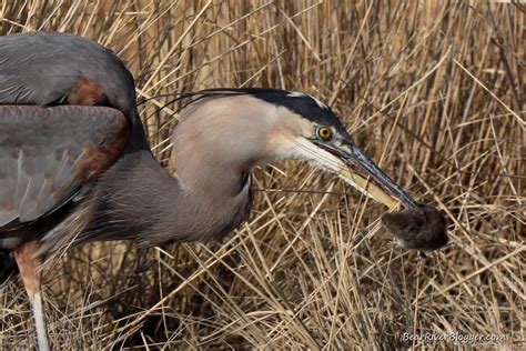 What Do Great Blue Herons Eat Bear River Blogger