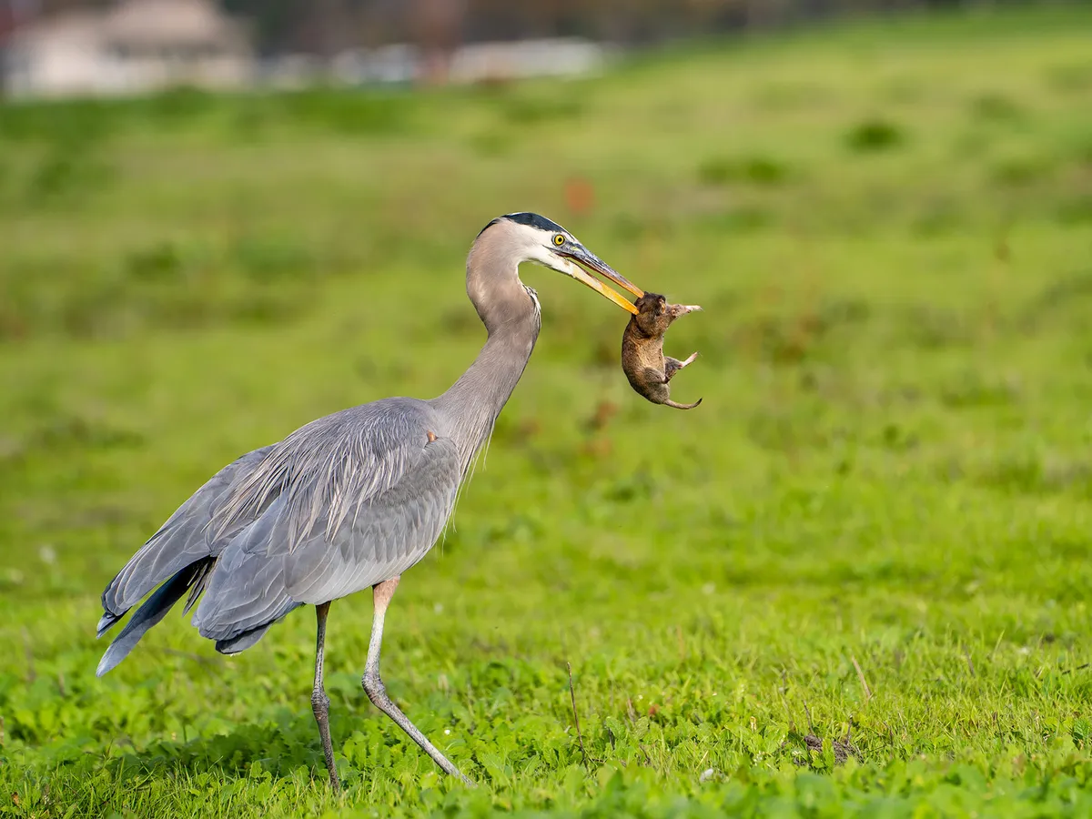 What Do Herons Eat Complete Guide Birdfact