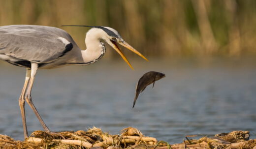 What Do Herons Eat Exploration Squared