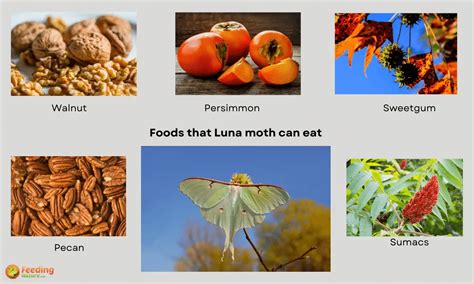 What Do Moths Eat Animal Info World