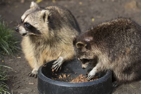 What Do Raccoons Eat Do They Feed On Plants Or Animals Coachella