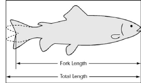 What Is Meps Length