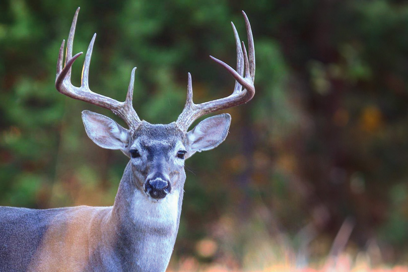 White Tailed Deer Season Watch