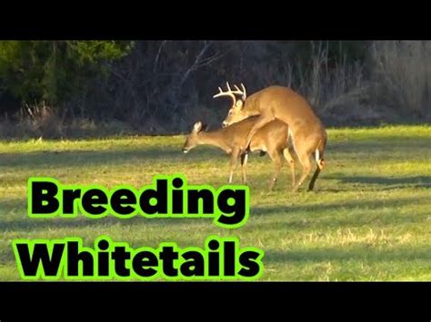 Whitetail Buck Breeding A Big Whitetail Doe At Hollis Farms Youtube