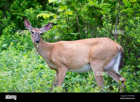 Whitetail Deer Odocoileus Virginianus Pregnant Stock Footage Video